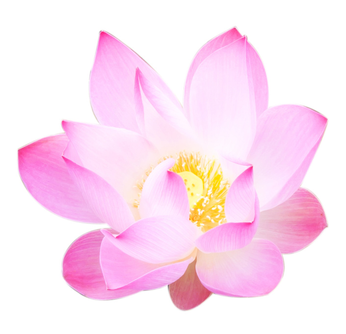 40118 - fleur de lotus.jpg