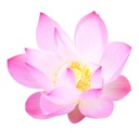 40118 - fleur de lotus.jpg
