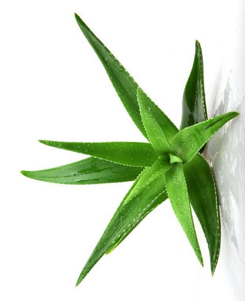 40073 - Gel aloe vera_web -.jpg